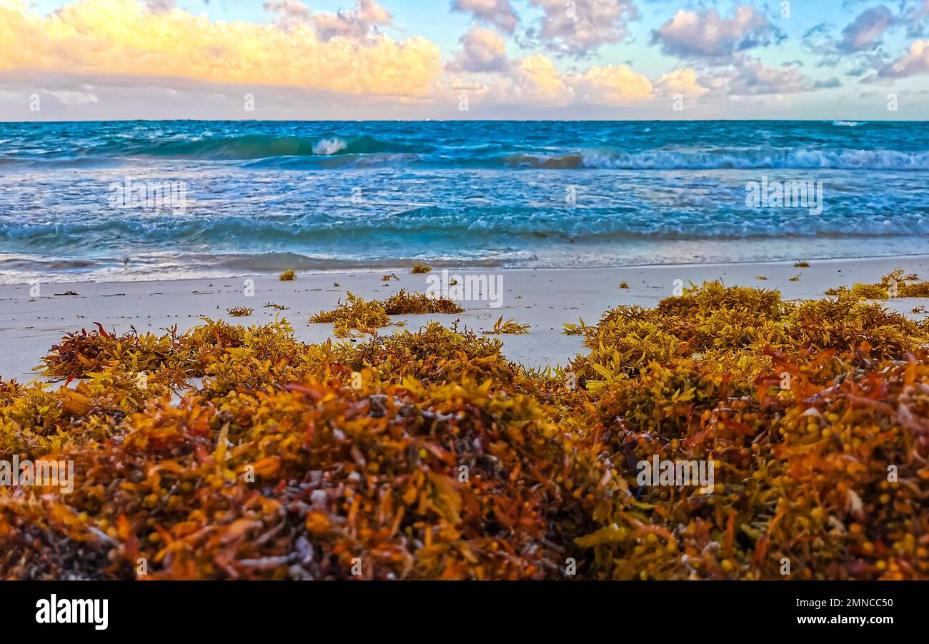 The beautiful Caribbean beach totally filthy and dirty the nasty ...