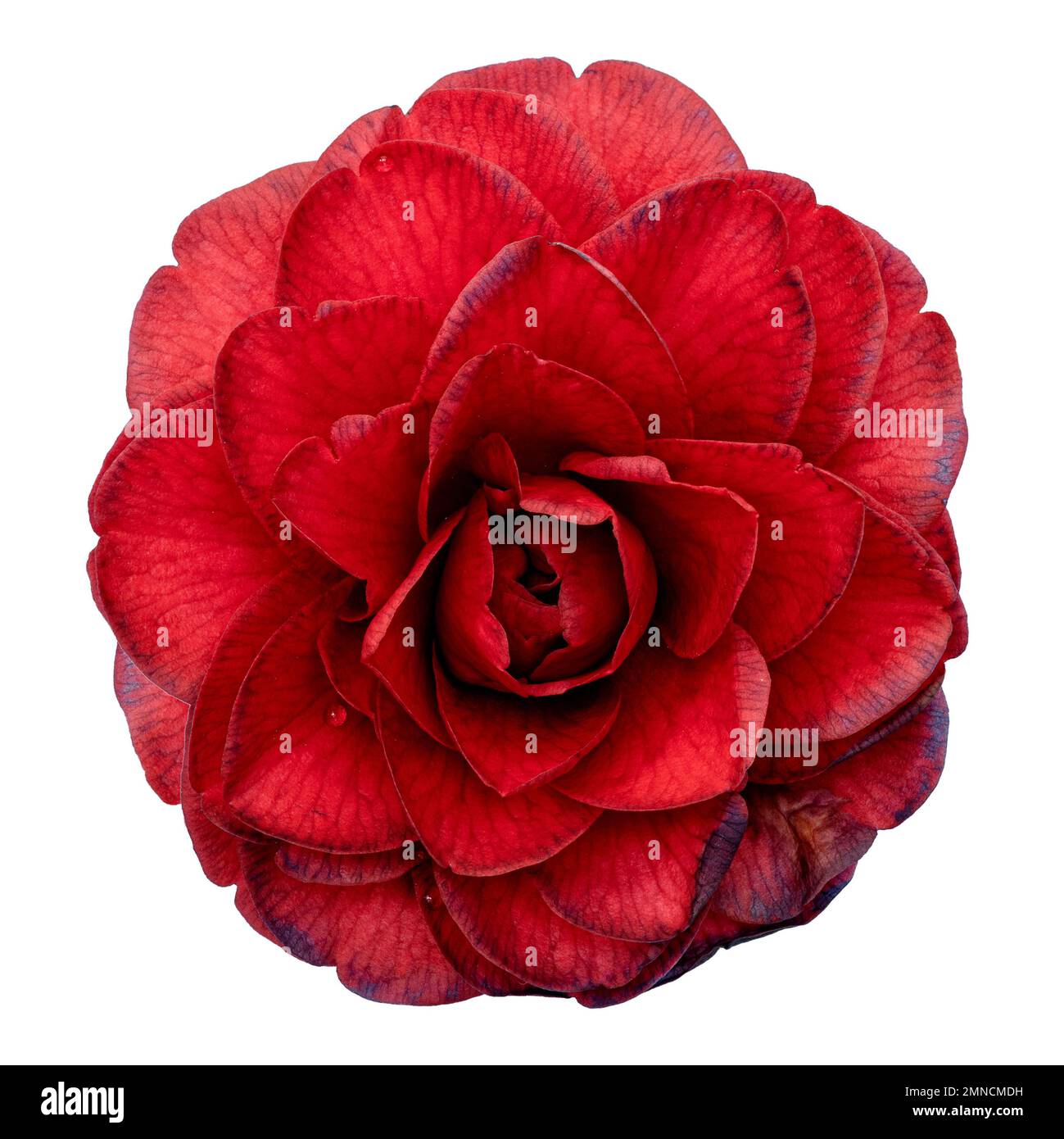 Red camellia flower hi-res stock photography and images - Alamy