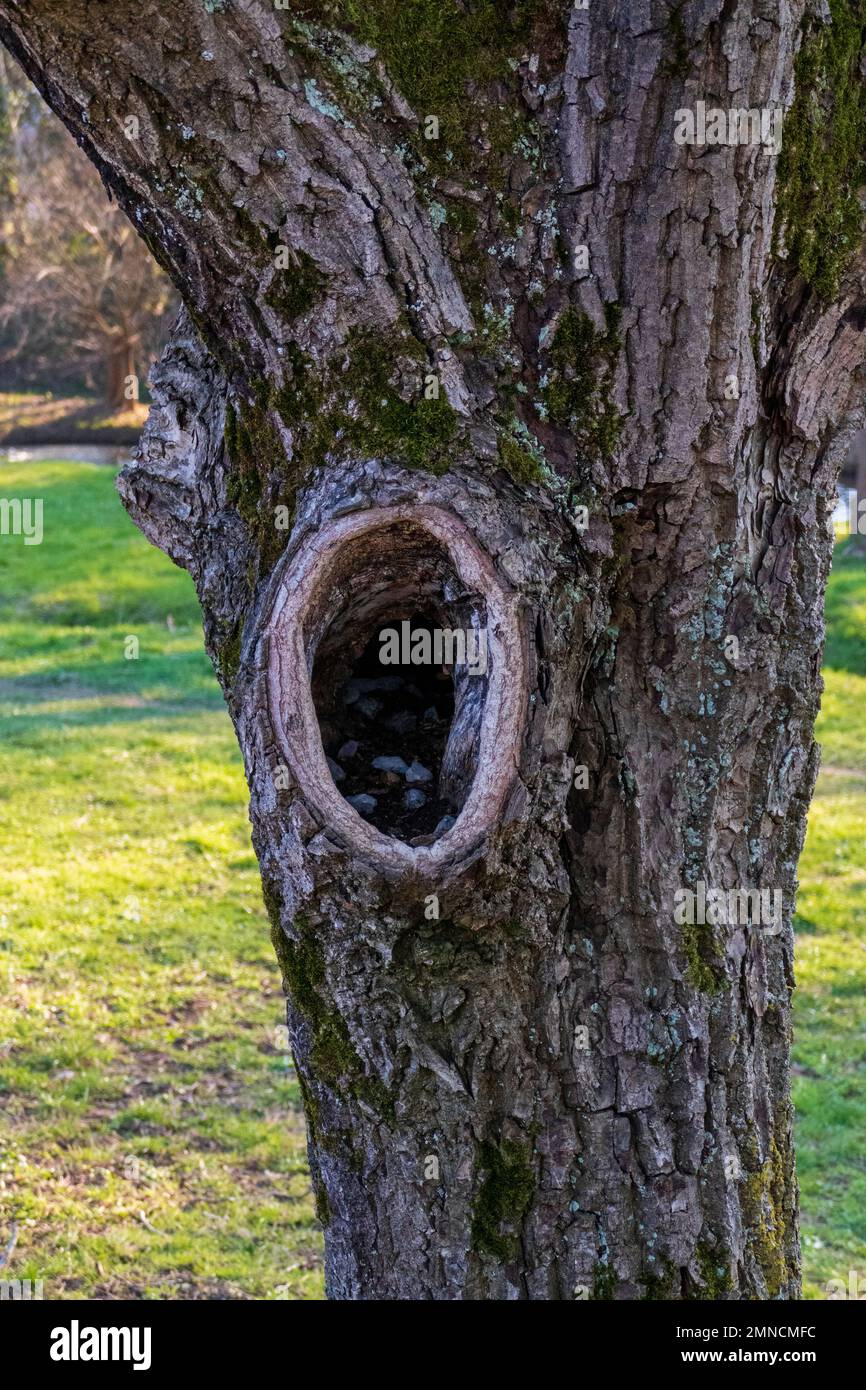 Cave, hole in old gnarled tree, shelter for animals Hole, hiding place