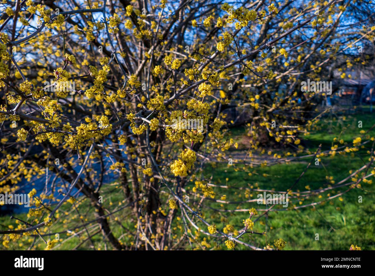 Japanische Kornelkirsche Cornus mas mit gelben Blüten im Frühjahr Stock Photo