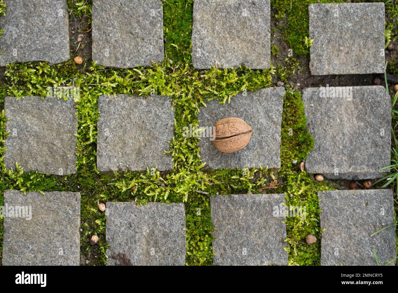 Closeup of nature taking over cobblestone pavement with grass and nut