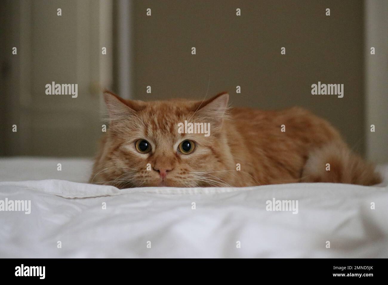 Ginger cat sleeping on bed hi-res stock photography and images - Alamy
