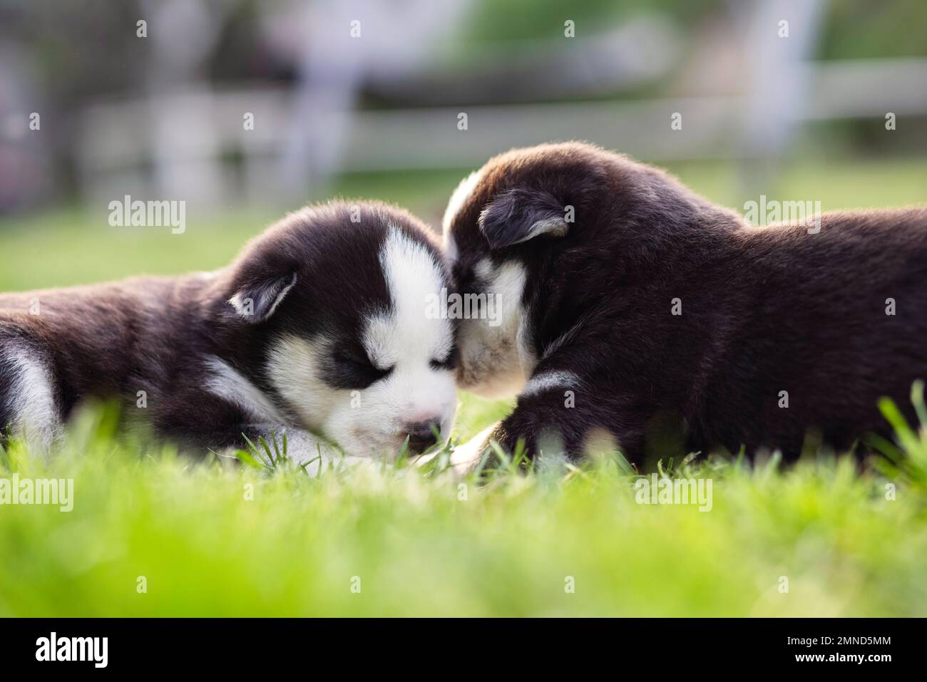 Husky puppy sleeps lying in the green grass on the lawn. Husky puppies