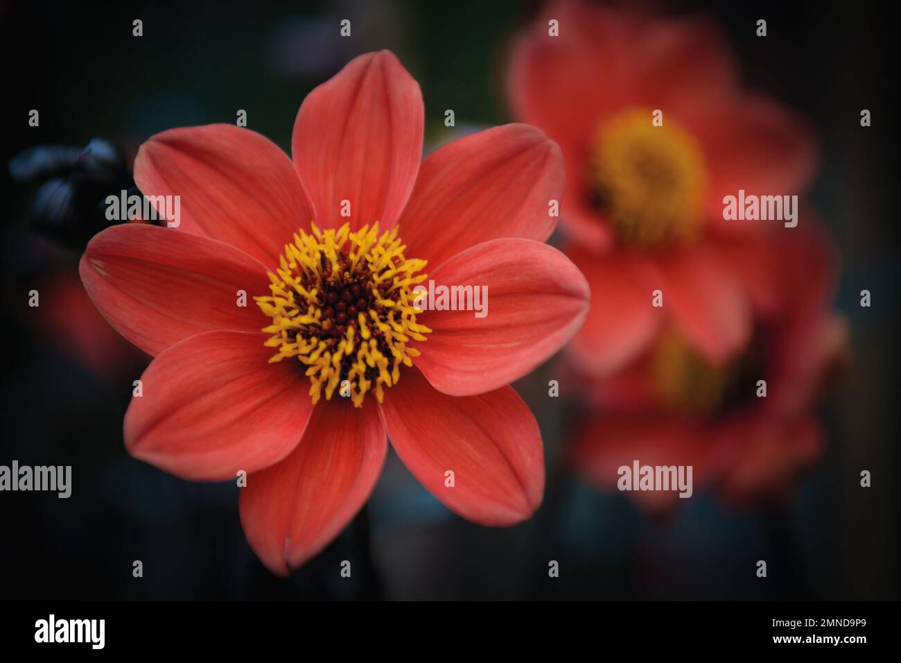 Close up of a red Zinnia flower in the fields with dark out of focus background Stock Photo