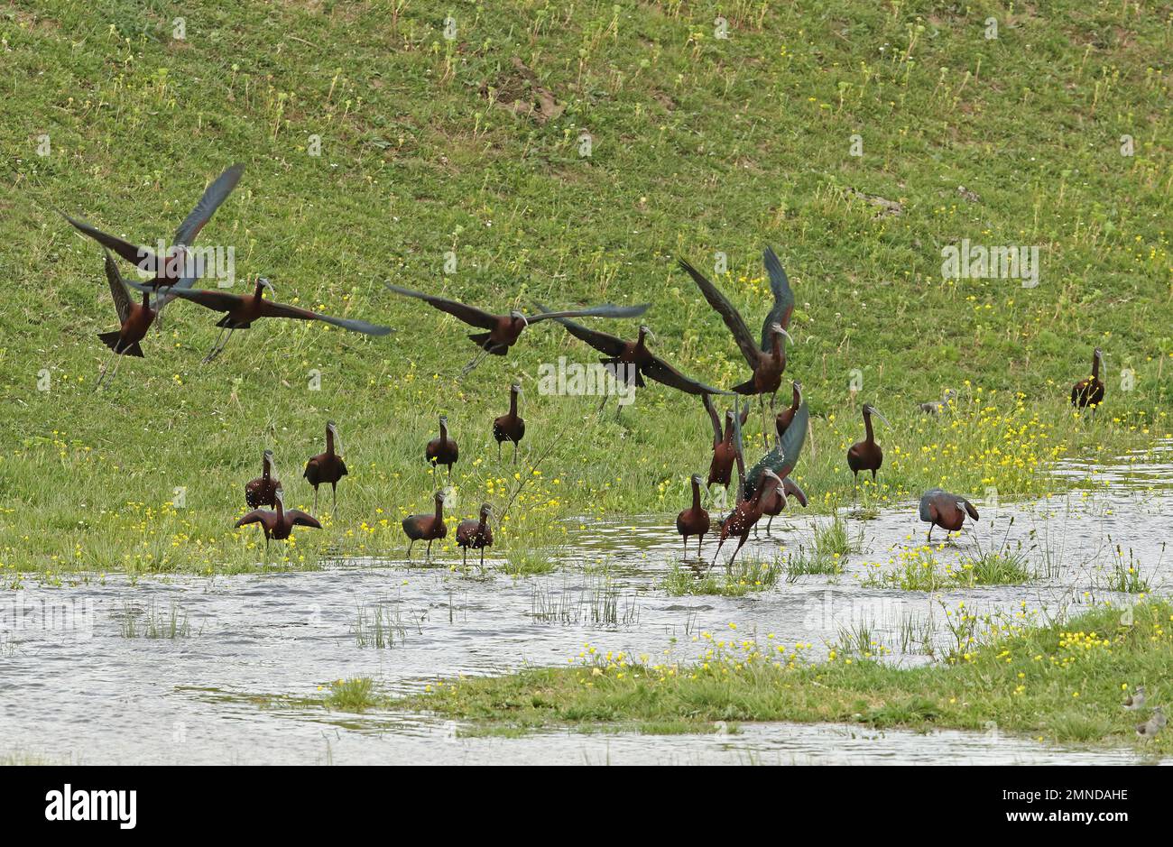 Glossy Ibis (Plegadis falcinellus) flock taking off from shallow pool
