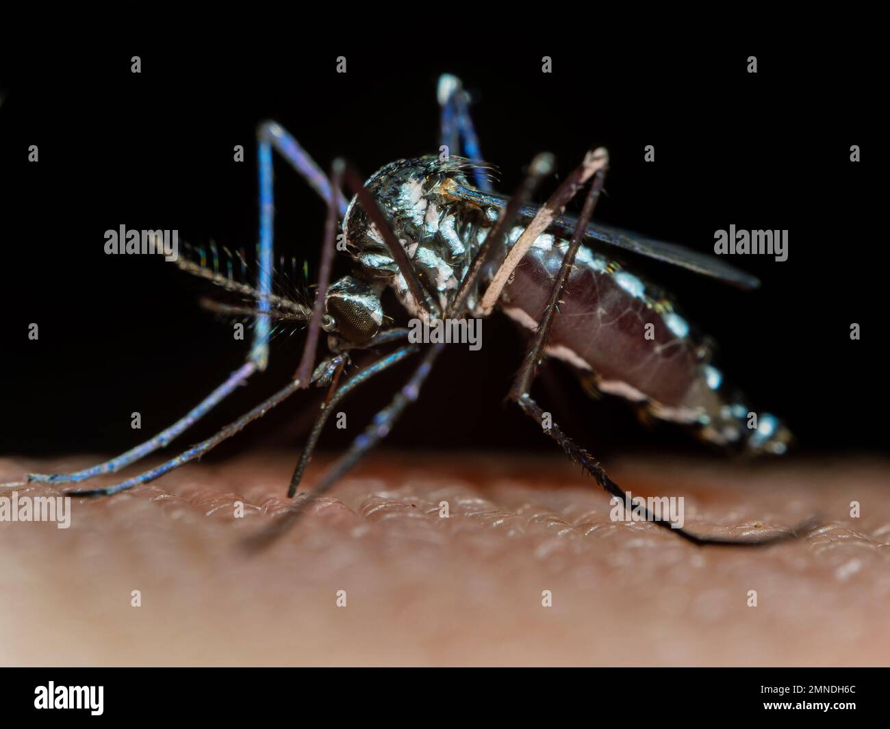 Yellow Fever 1871 Philadelphia Dr Carroll | TikTok, image size:1300x1065