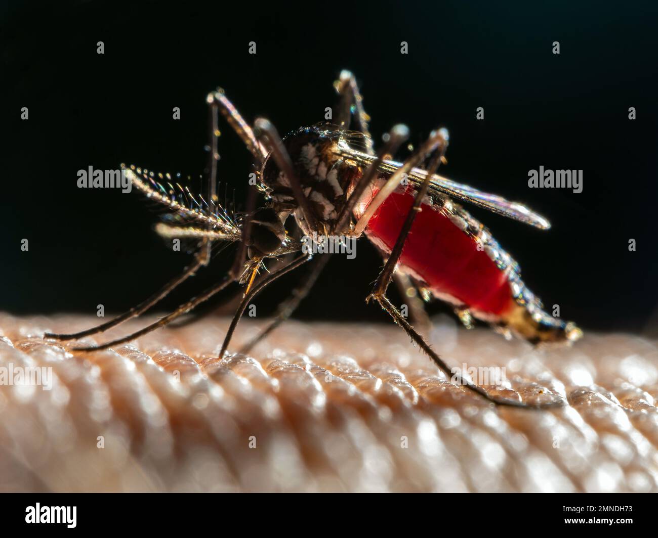 Of yellow fever hi-res stock photography and images - Alamy, image size:1300x1064