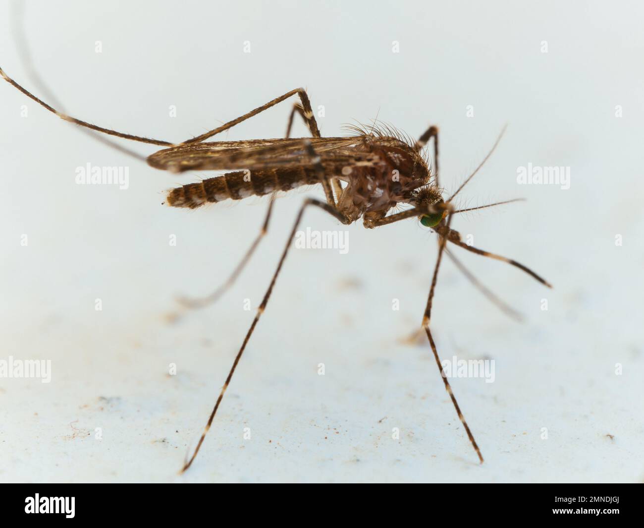 Close-up of a Rhynchotaenia mosquito, native Culicidae species from South america Stock Photo