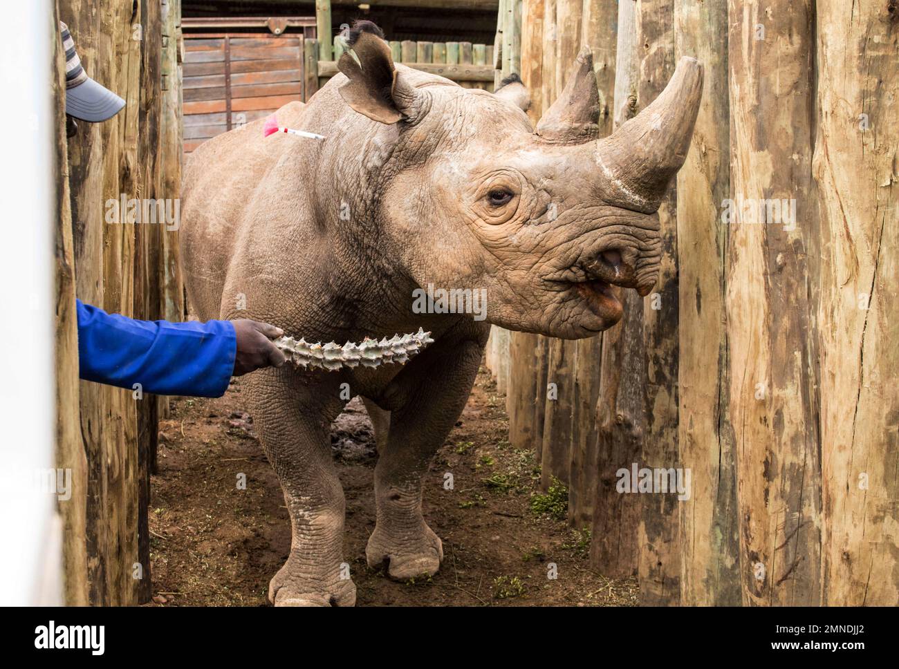 A rhino is coaxed into a cage in the Addo Elephant Park, near Port  Elizabeth, South Africa, Thursday May 3, 2018, to be transported to Zakouma  National Park in Chad. Six critically