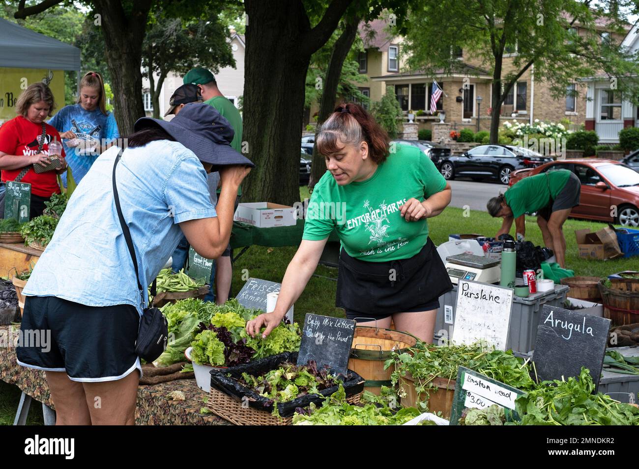 A customer looks at the lettuce for sale at a Farmer's Market in South Shore Park in Milwaukee, Wisconsin, USA. Stock Photo