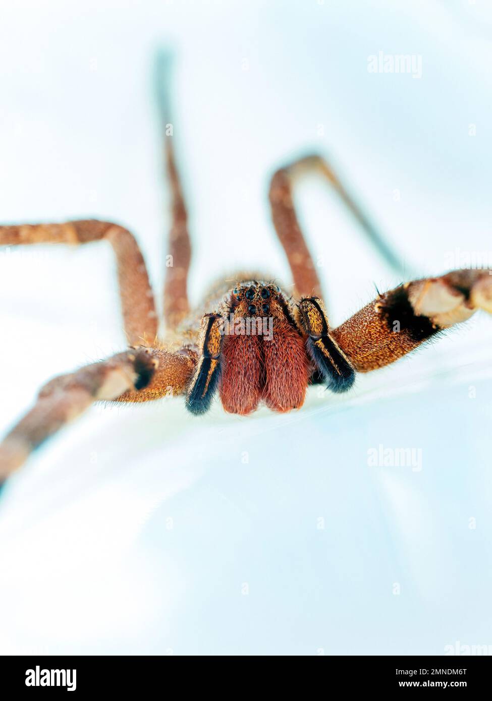 A banana spider (brazilian wandering spider, aranha armadeira, Phoneutria) on white background, dangerous species famous for venomous bites. Stock Photo