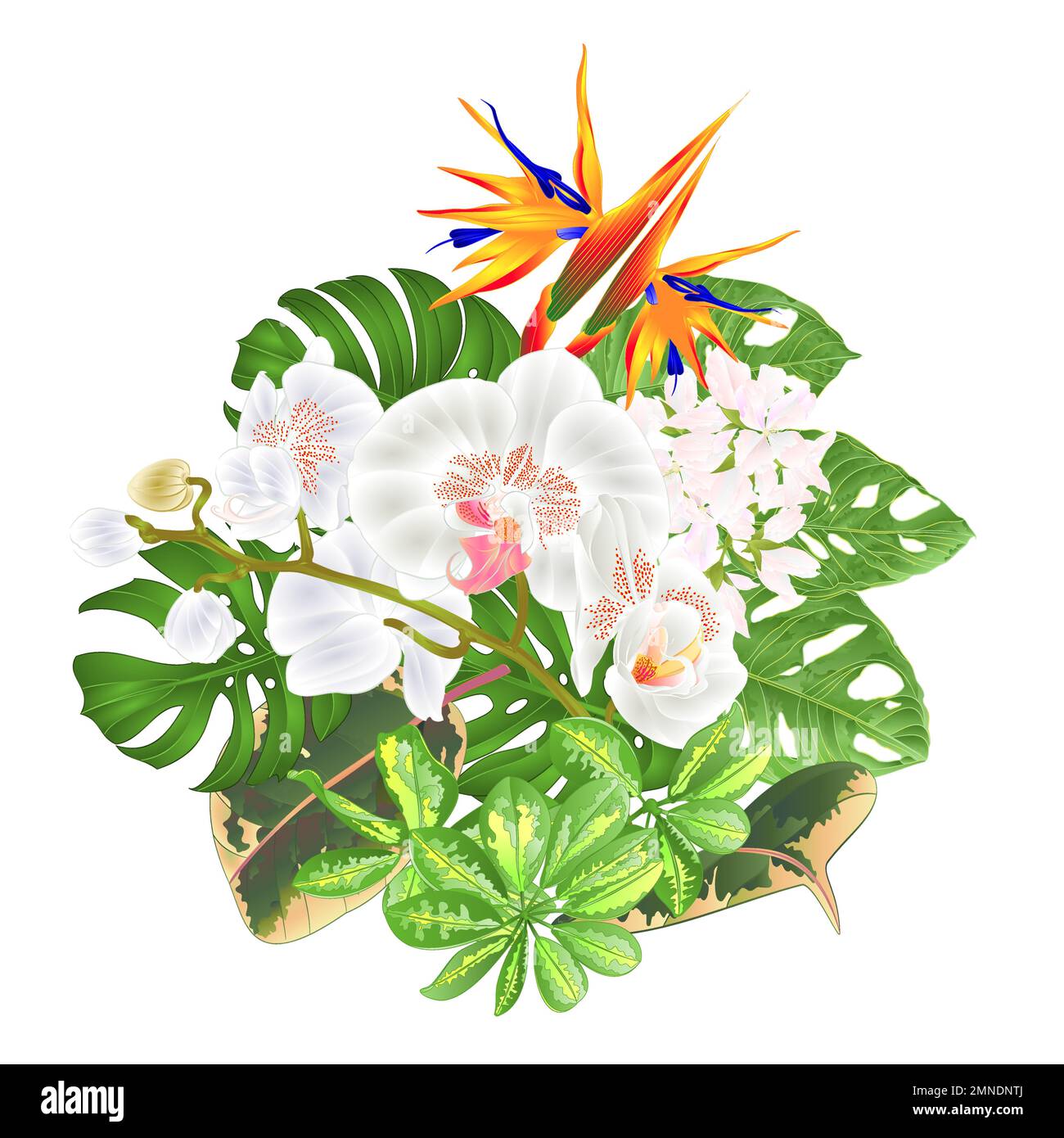 Bouquet with tropical flowers  floral arrangement with  Strelitzia and white  orchid Phalaenopsis philodendron and Schefflera and Monstera  vintage ve Stock Vector