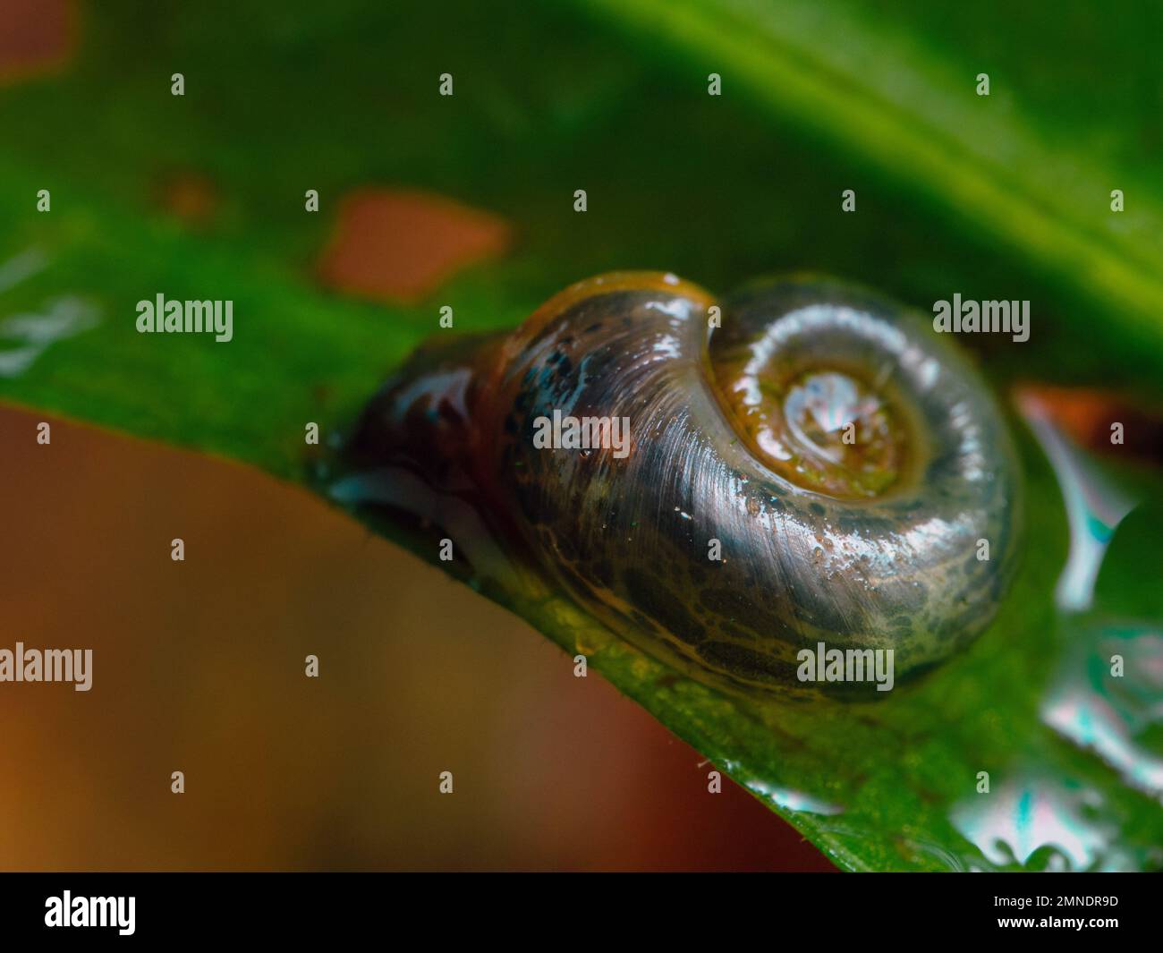 A freshwater snail known as biomphalaria, a disease vector of parasitic worms that causes schistosomiasis (esquistossomose) Stock Photo