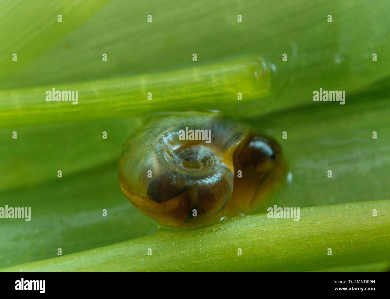 A freshwater snail known as biomphalaria, a disease vector of parasitic worms that causes