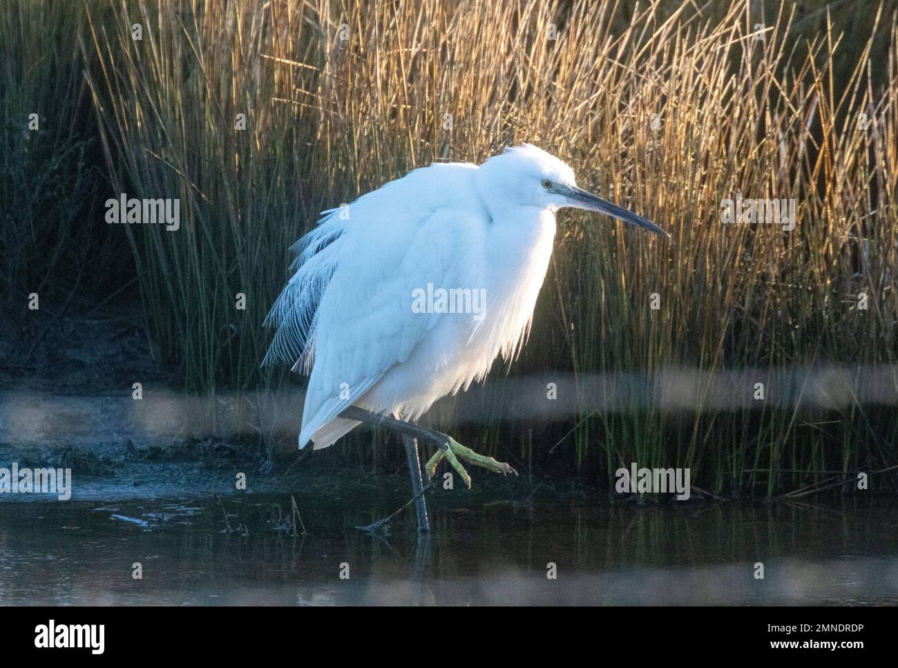 Little  egert looking for food Stock Photo