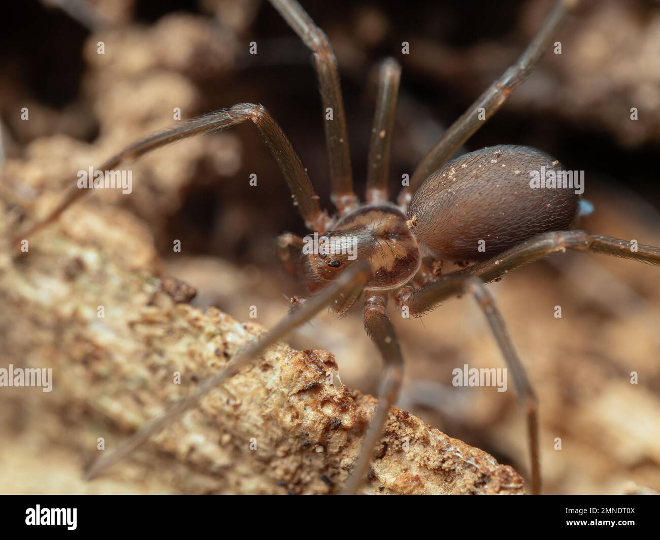 Detailed portrait of a Loxosceles (brown recluse spider), macrophotography of a venomous species with medically significant bites. Stock Photo