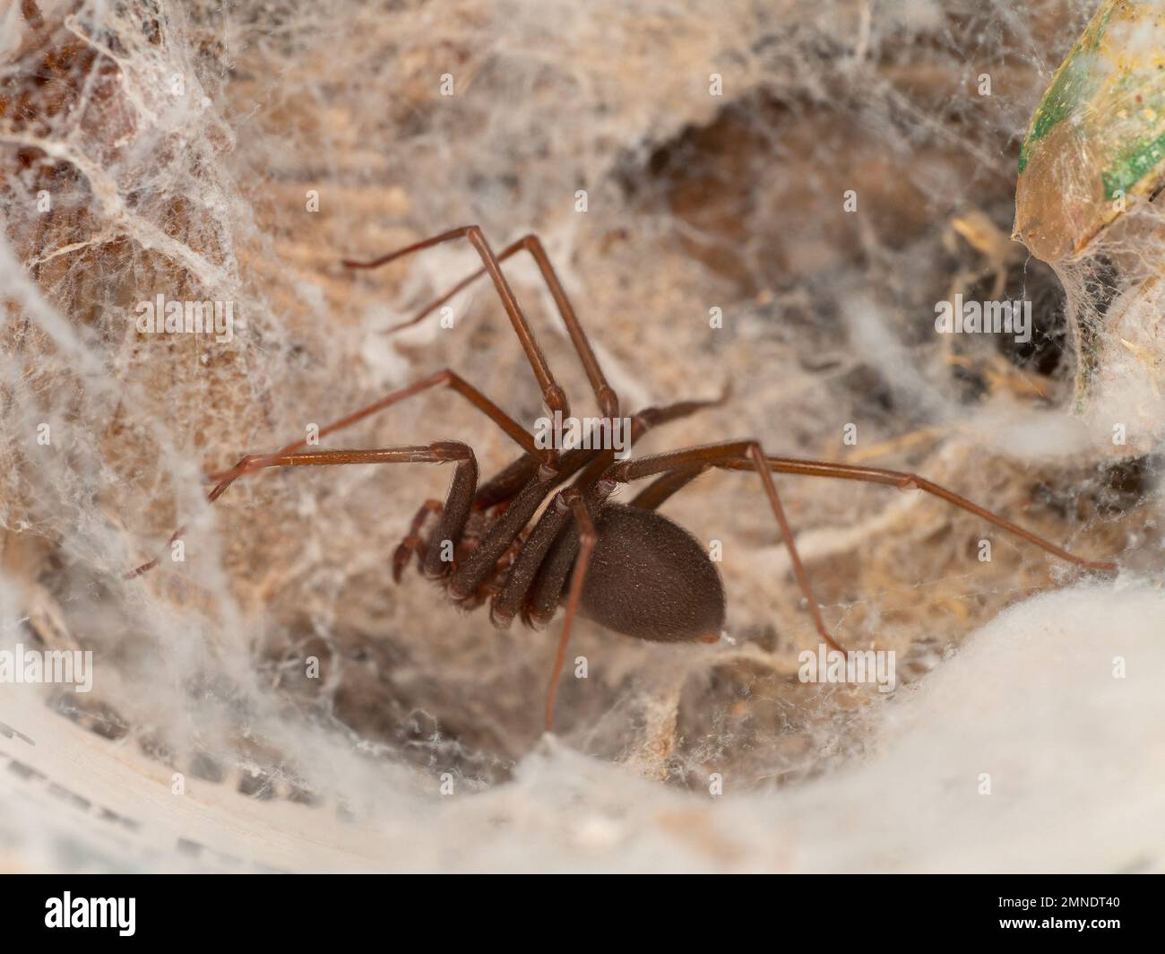 Detailed portrait of a Loxosceles (brown recluse spider), macrophotography of a venomous species with medically significant bites. Stock Photo