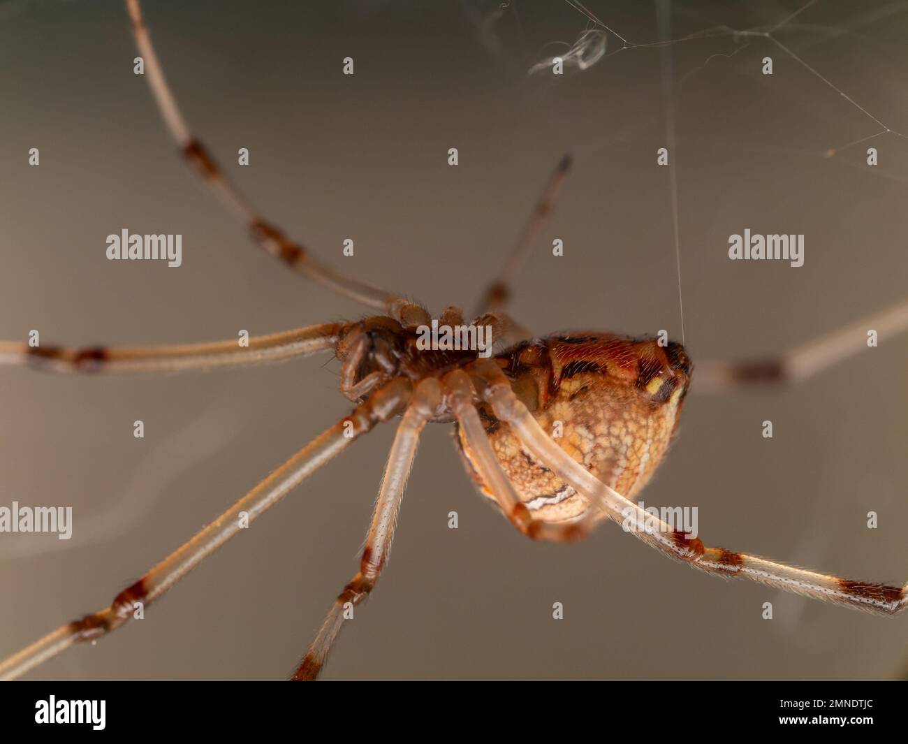 A brown widow (Latrodectus geometricus, viuva-marrom) on it's web on a bright background Stock Photo