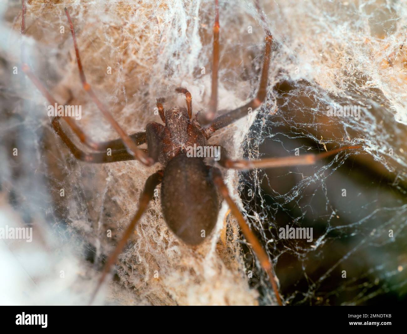 Details of a Loxosceles spider (Brown recluse) viewed from above, also known as aranha marrom, venomous species Stock Photo