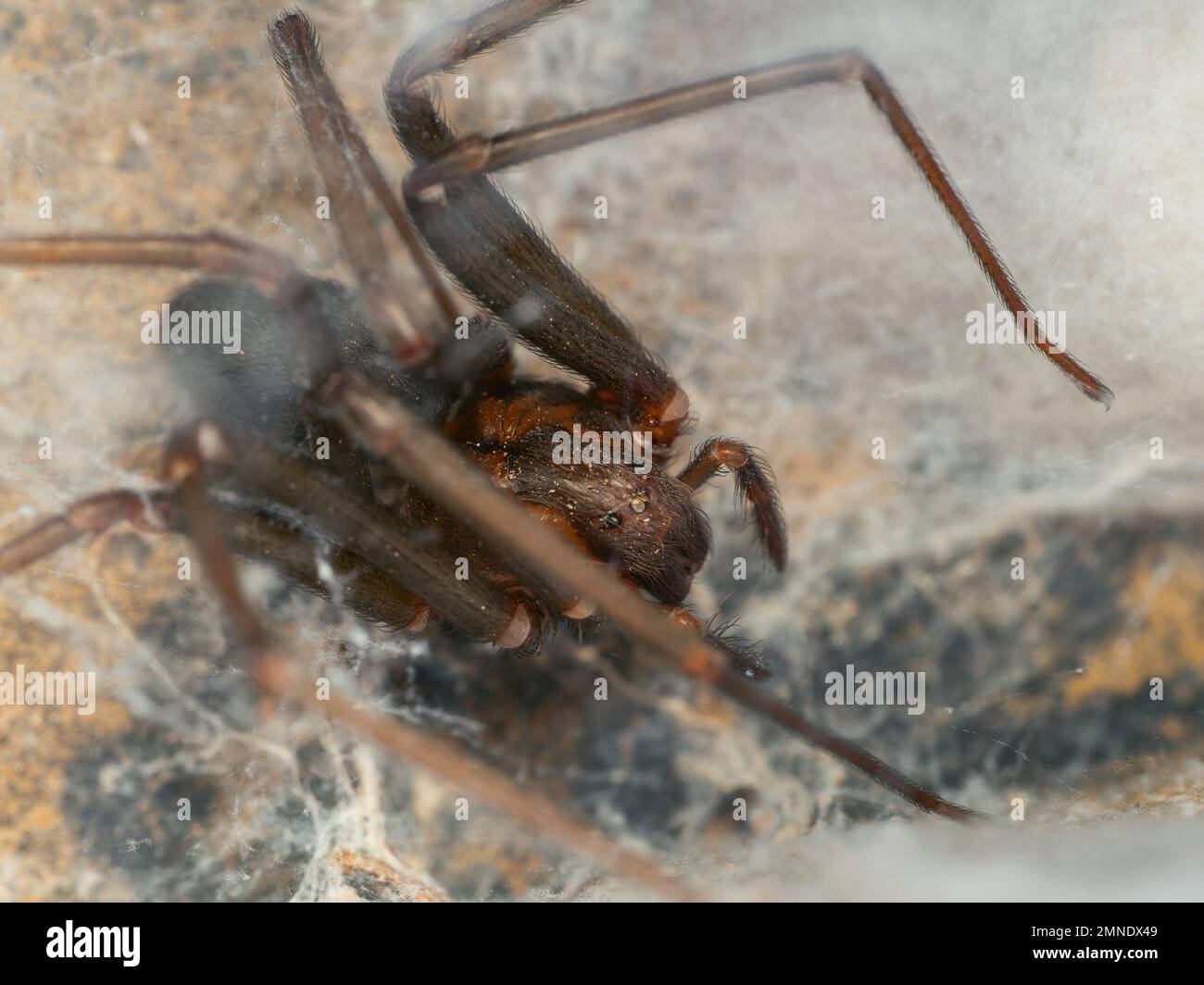 Nest of a brown recluse spider, venomous species also known as aranha marrom (Loxosceles) Stock Photo