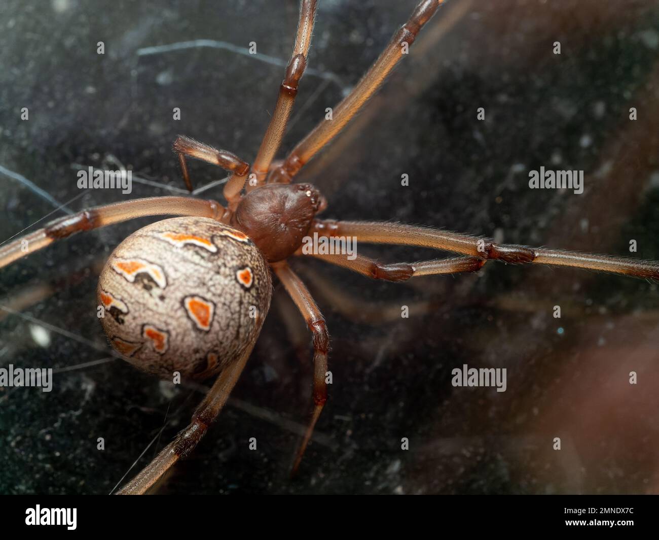 A brown widow (Latrodectus geometricus, viuva-marrom) on it's web on a dark background Stock Photo