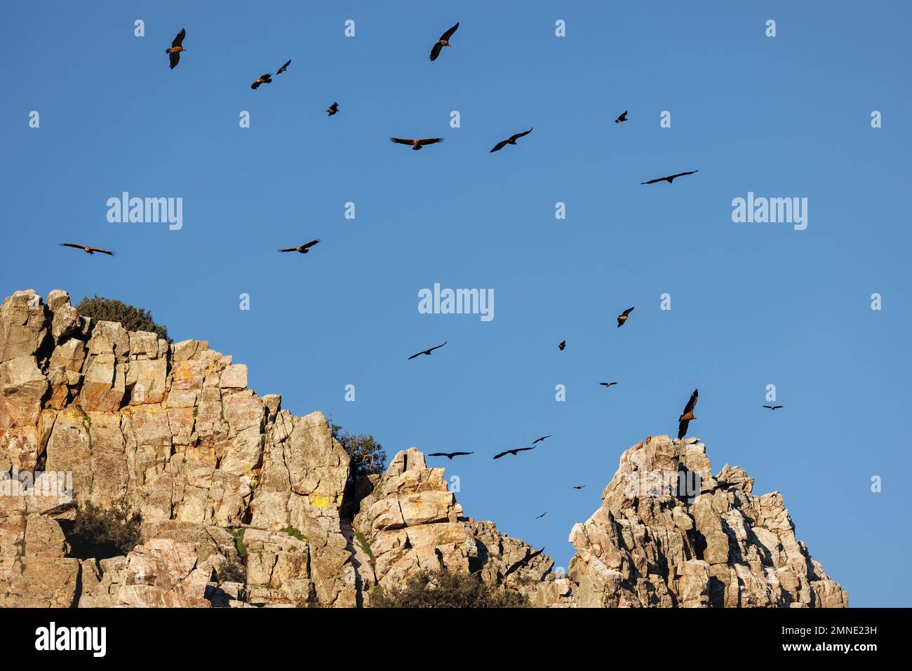 Vultures flying over the Salto del Gitano. Monfragüe National Park. Spain. Stock Photo