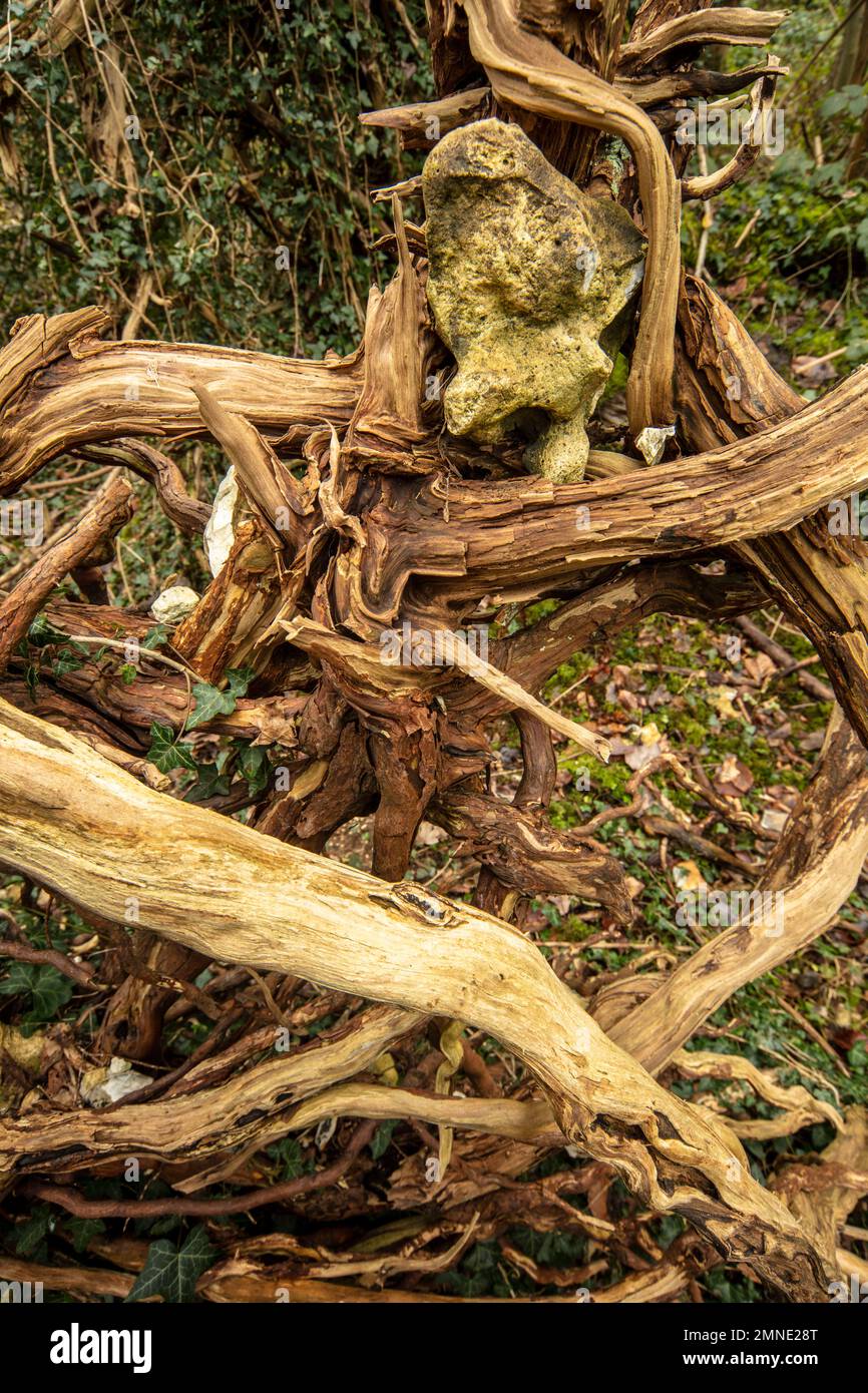 Tangled Tree Pattern Natural patterns and textures in nature epitomised by tangled tree ...