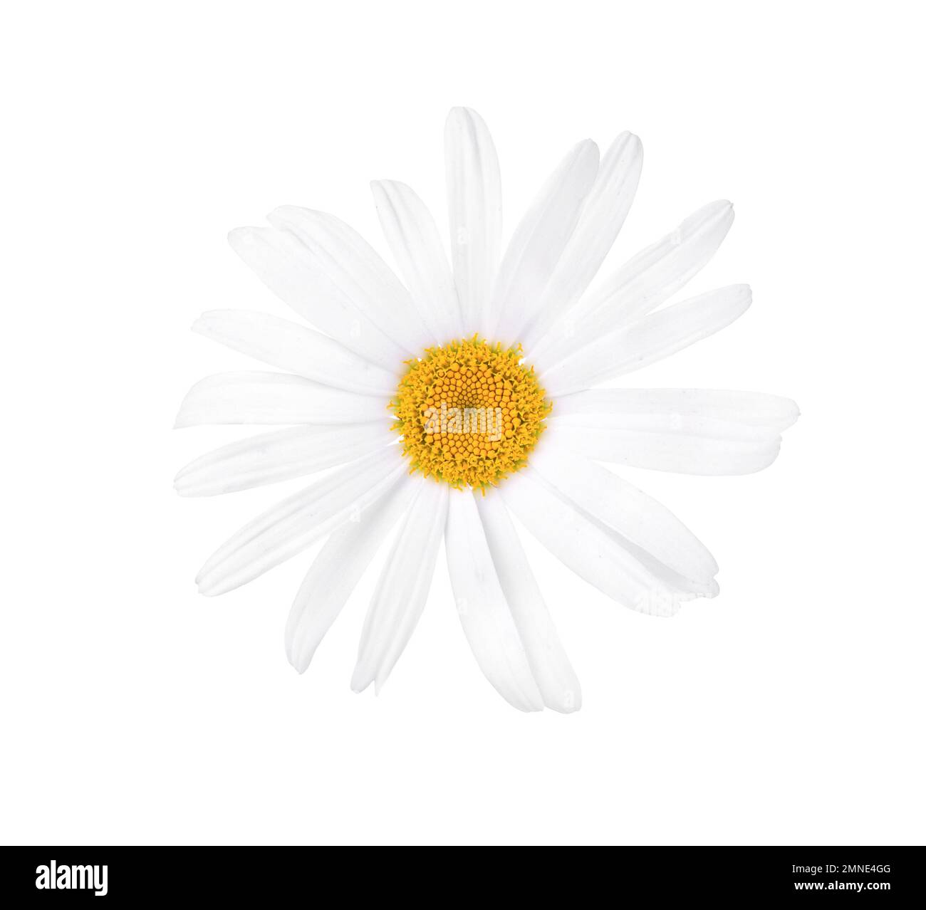white Daisy (Marguerite) isolated on white background Stock Photo