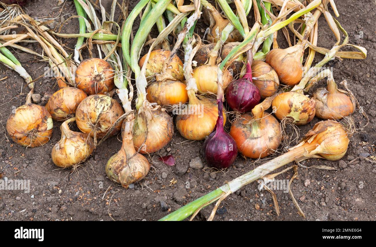 Onion harvest. Harvest ripe onions in the field Stock Photo