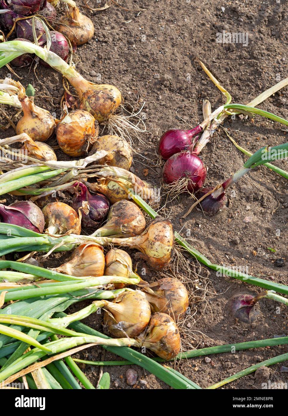 Onion harvest. Harvest ripe onions in the field Stock Photo