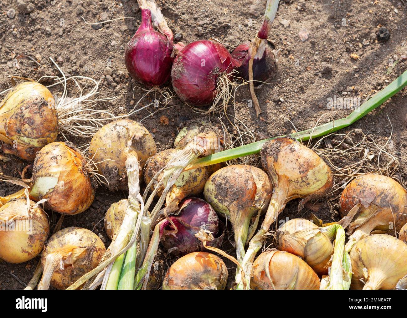 Onion harvest. Harvest ripe onions in the field Stock Photo