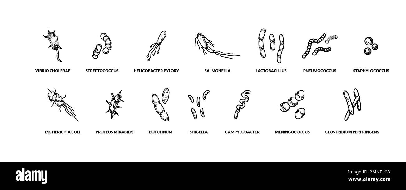Set of hand drawn different types of bactreias. Vector illustration in sketch style. Realistic scientific drawing Stock Vector