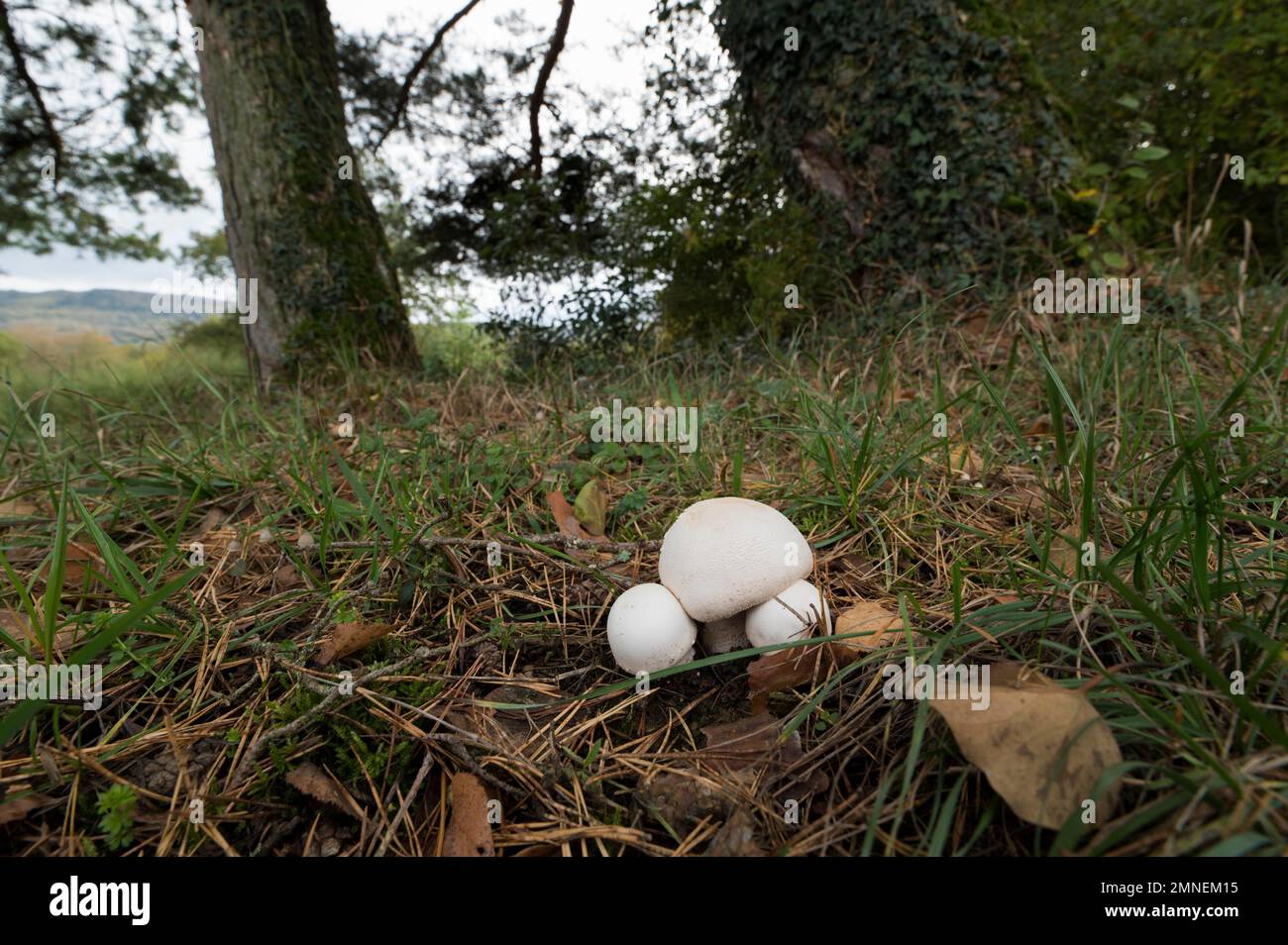 Field mushroom (Agaricus campestris), Departement Haut-Rhin, Alsace, France Stock Photo