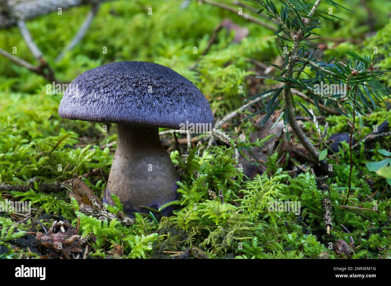 Violet webcap (Cortinarius violaceus), coniferous forest, Departement Haut-Rhin, Alsace, France Stock Photo
