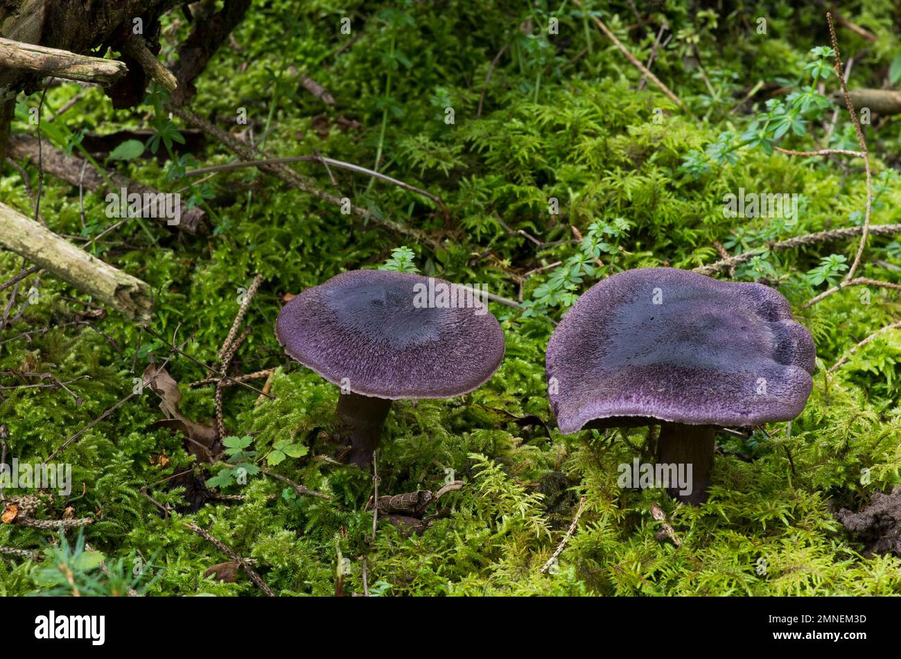 Violet webcap (Cortinarius violaceus), coniferous forest, Departement Haut-Rhin, Alsace, France Stock Photo