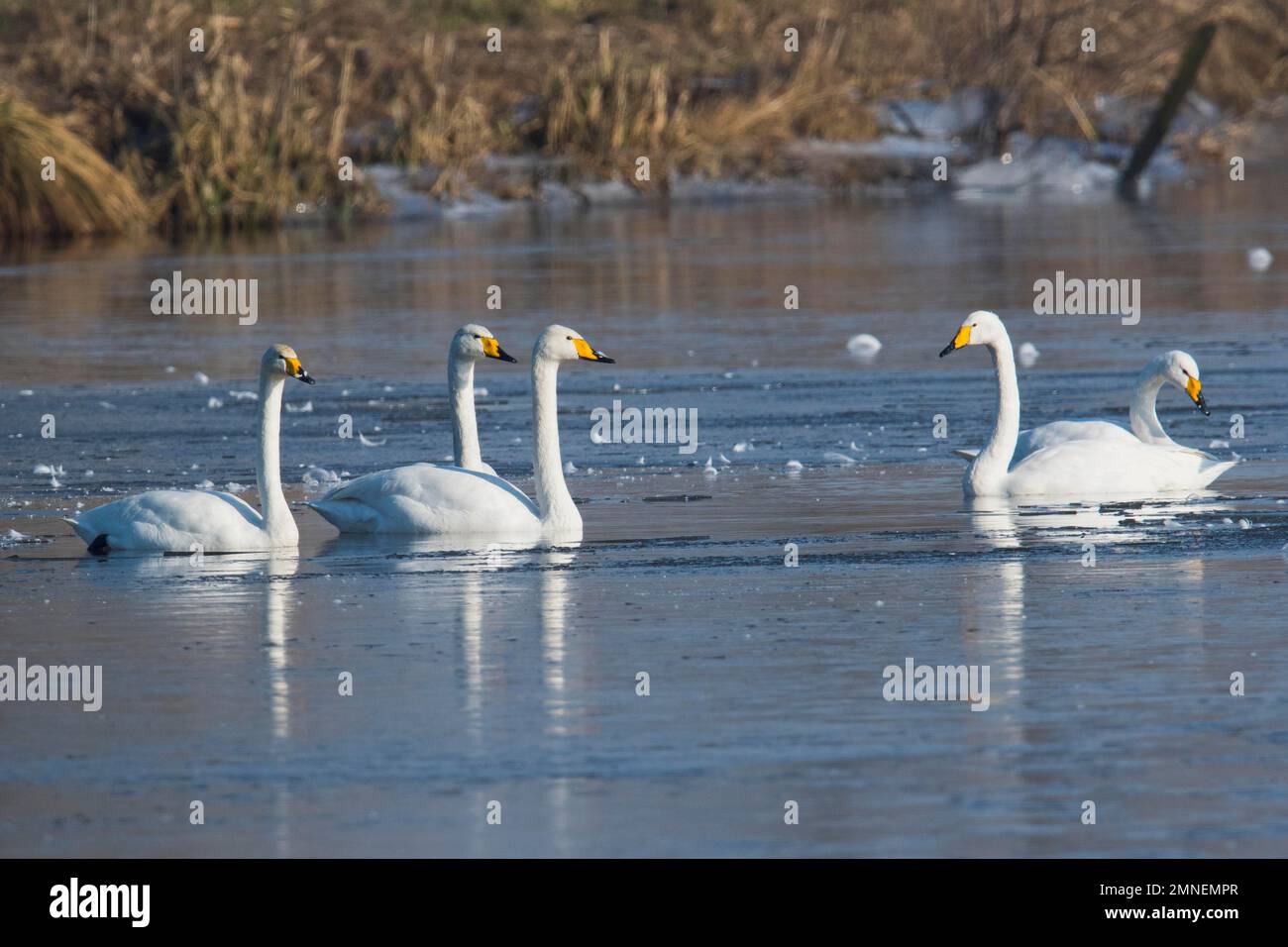 Whooper swans (Cygnus cygnus), group on icy pond, Emsland, Lower Saxony, Germany Stock Photo