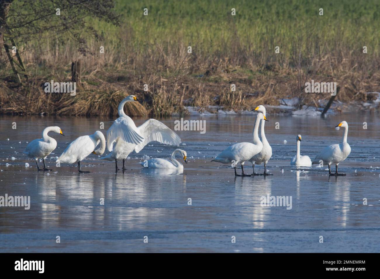 Whooper swans (Cygnus cygnus), group on icy pond, Emsland, Lower Saxony, Germany Stock Photo