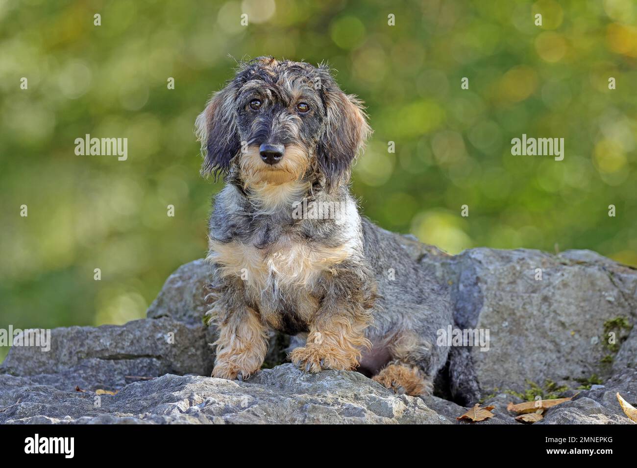 Roughhaired dachshund, hunting dog, Arnsberg, North RhineWestphalia