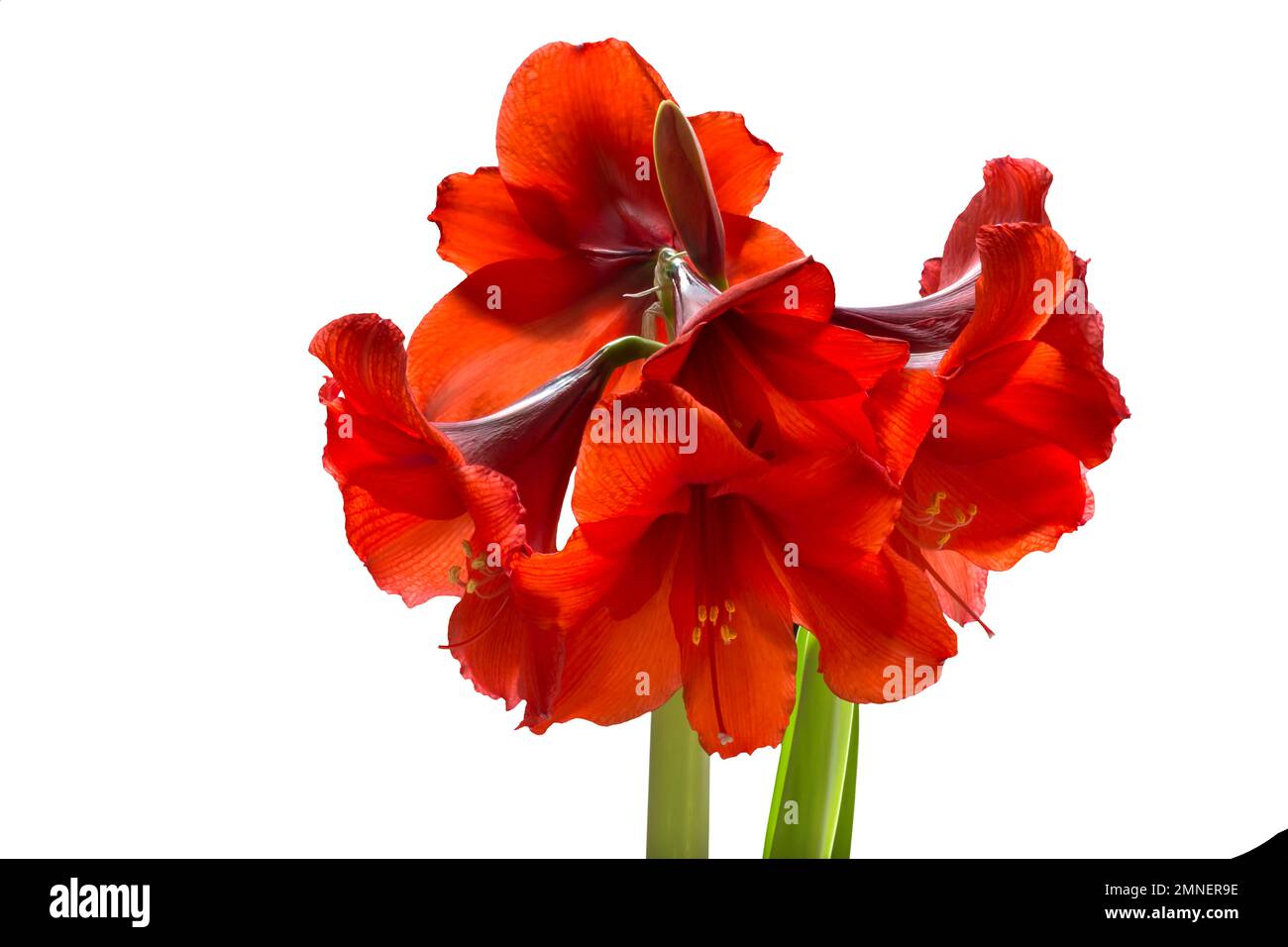 Amaryllis flowers on a white background, Bavaria, Germany Stock Photo ...