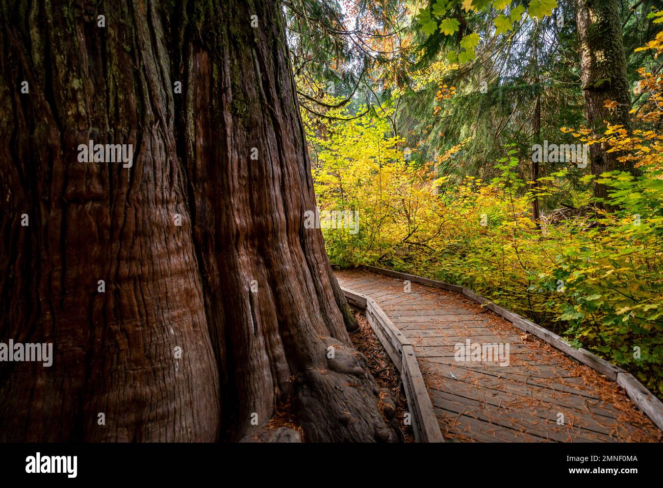 Wooden path around a thick western red cedar (Thuja gigantea), Grove of the Patriarchs Trail, Mount Rainier National Park, Washington, USA Stock Photo