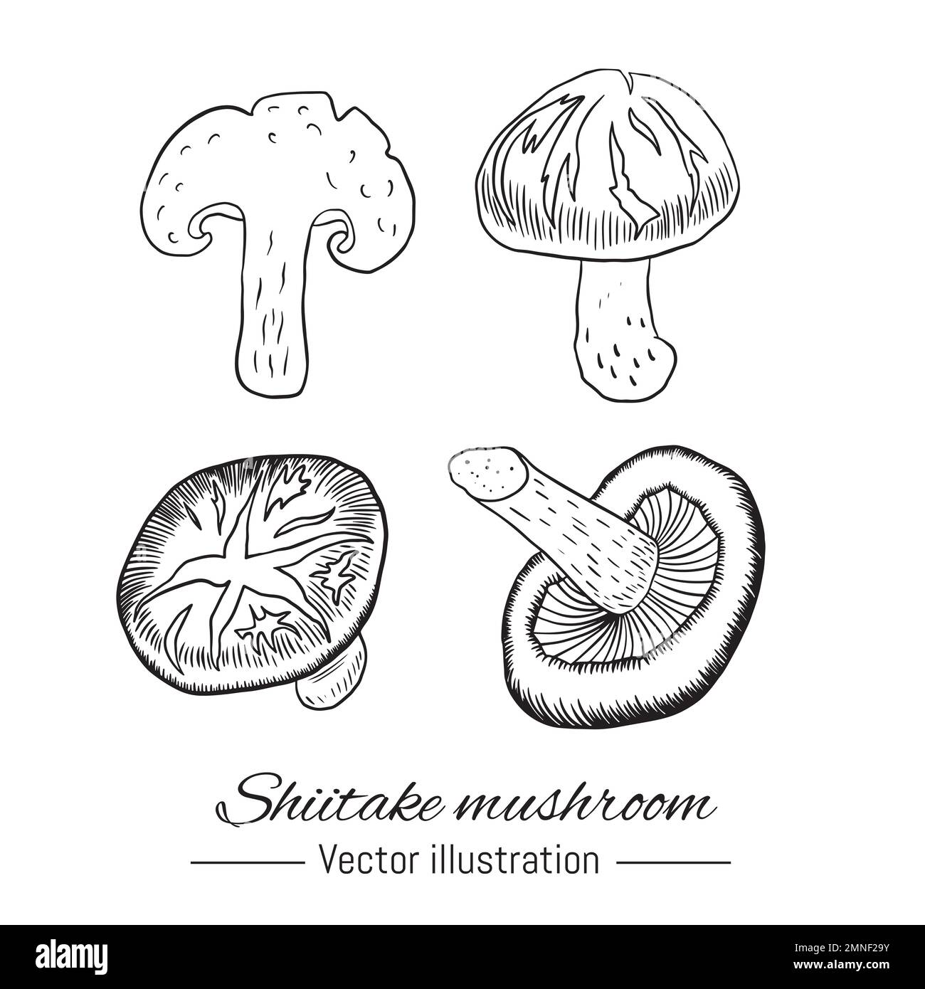 Shiitake mushrooms hand drawn collection. Vector illustration Stock Vector Image & Art Alamy