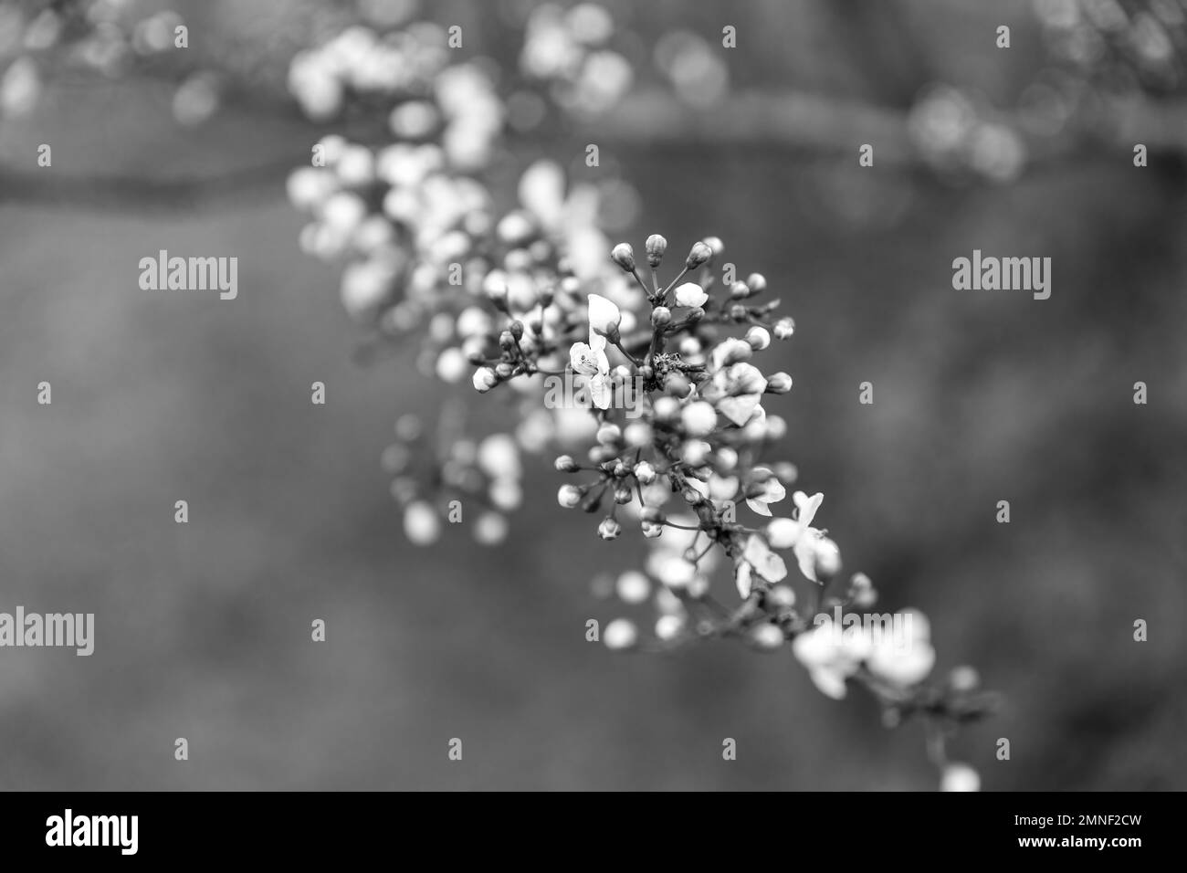 Black and white shot of spring blossom Stock Photo