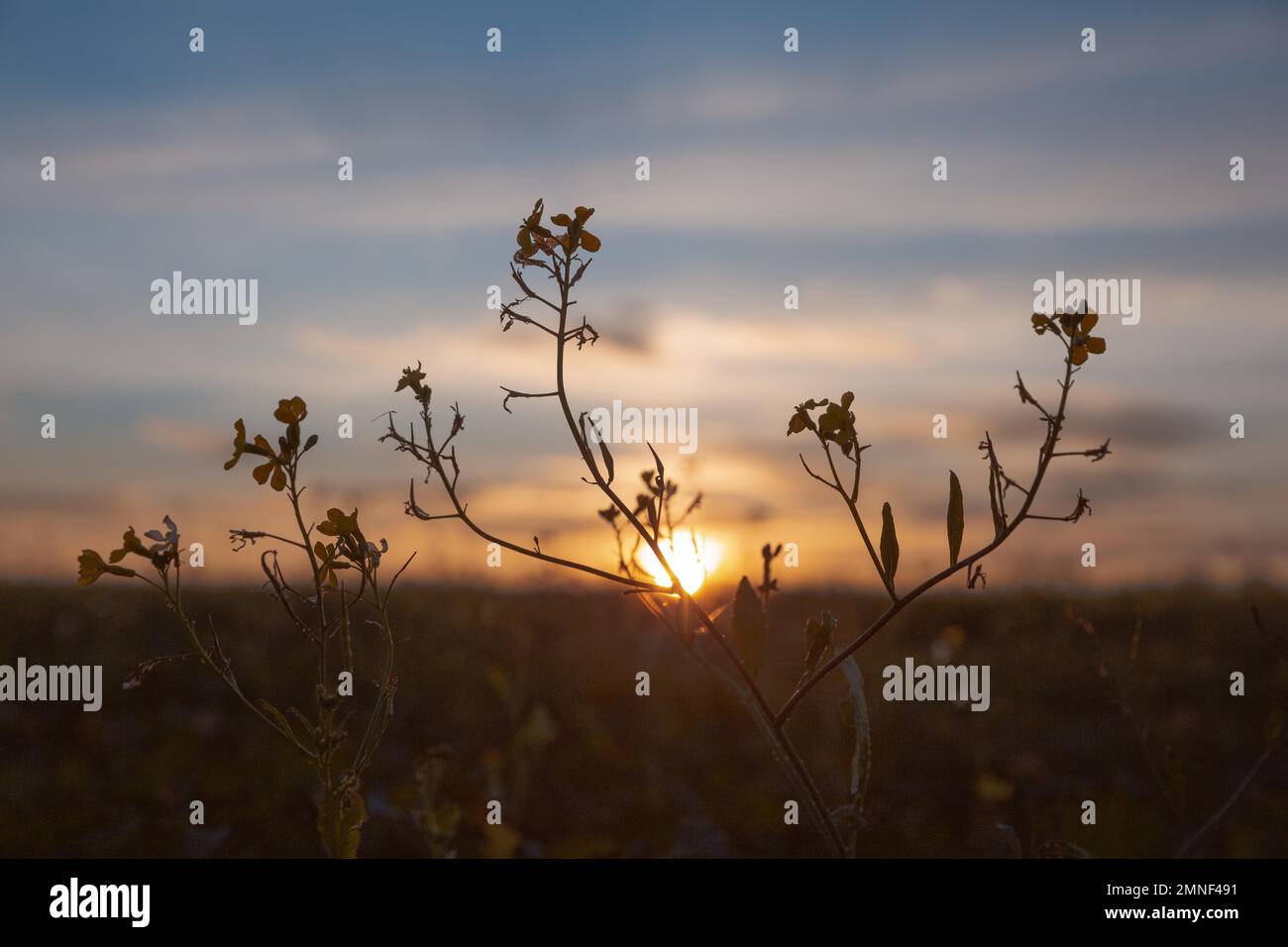 Full frame beautiful morning hi-res stock photography and images - Alamy