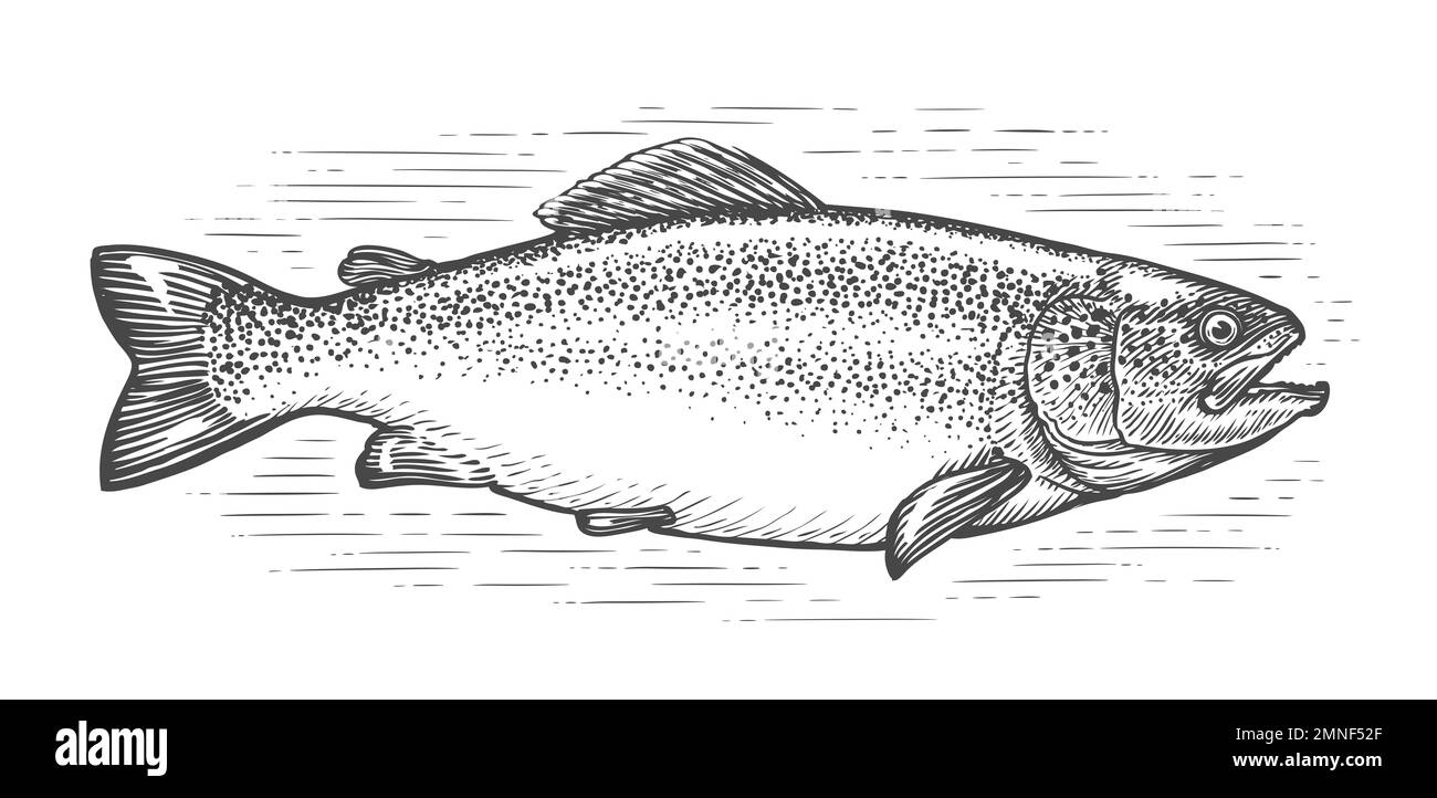 Trout, whole fish sketch isolated. Fishing, seafood concept. Hand drawn illustration in vintage engraving style Stock Photo