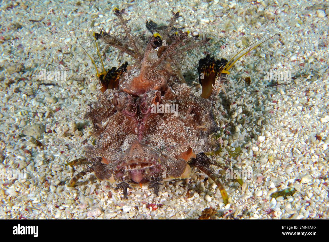 Portrait of Red Sea Walkman, Filament Devilfish (Inimicus filamentosus