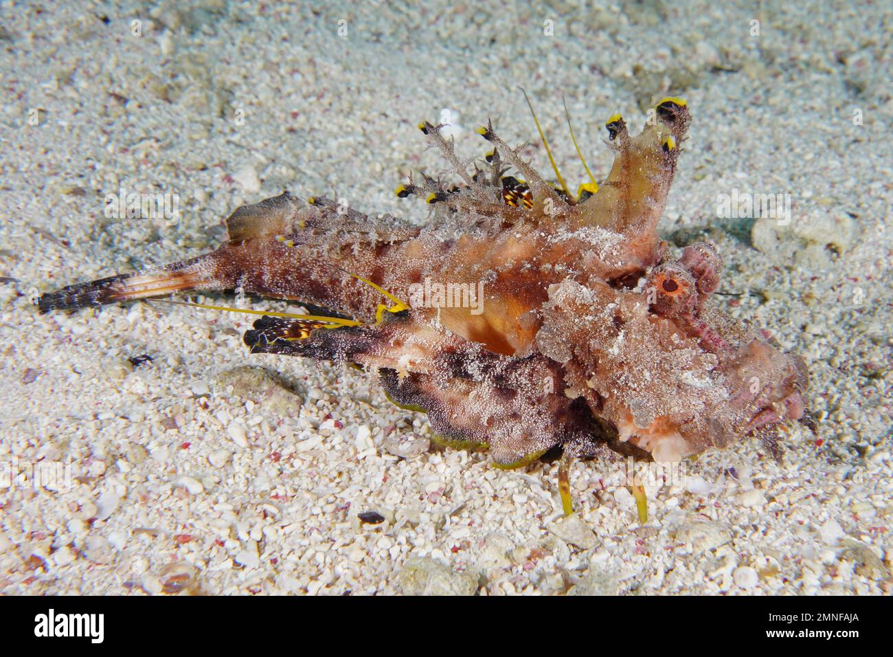 Red Sea Walkman, Filament Devilfish (Inimicus filamentosus) Devilfish