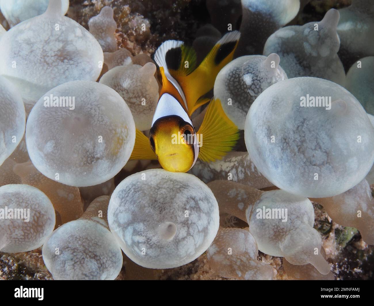 Juvenile red sea clownfish (Amphiprion bicinctus) in its bubble coral