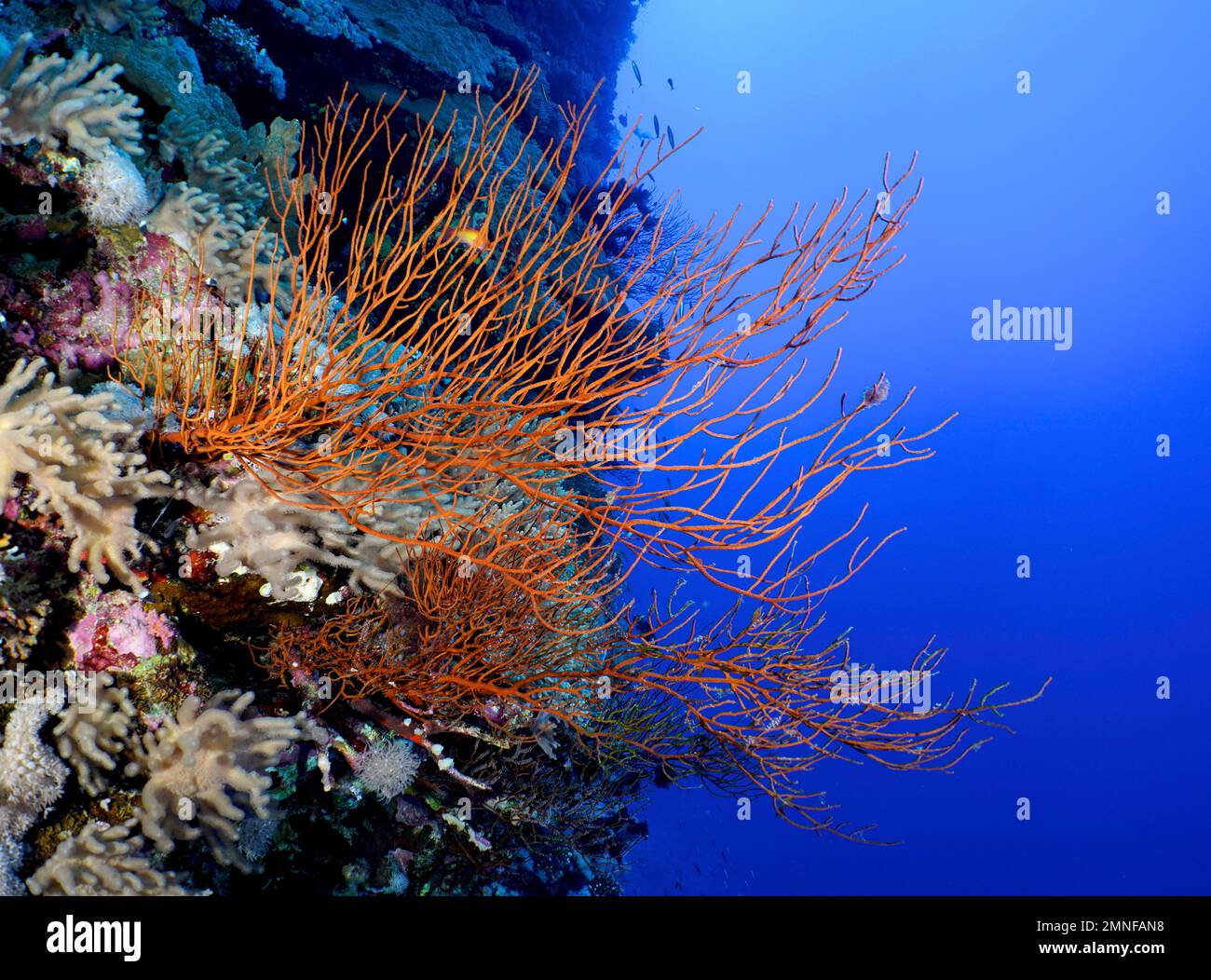 Black bushy black coral (Antipathes dichotoma) on steep wall, Daedalus