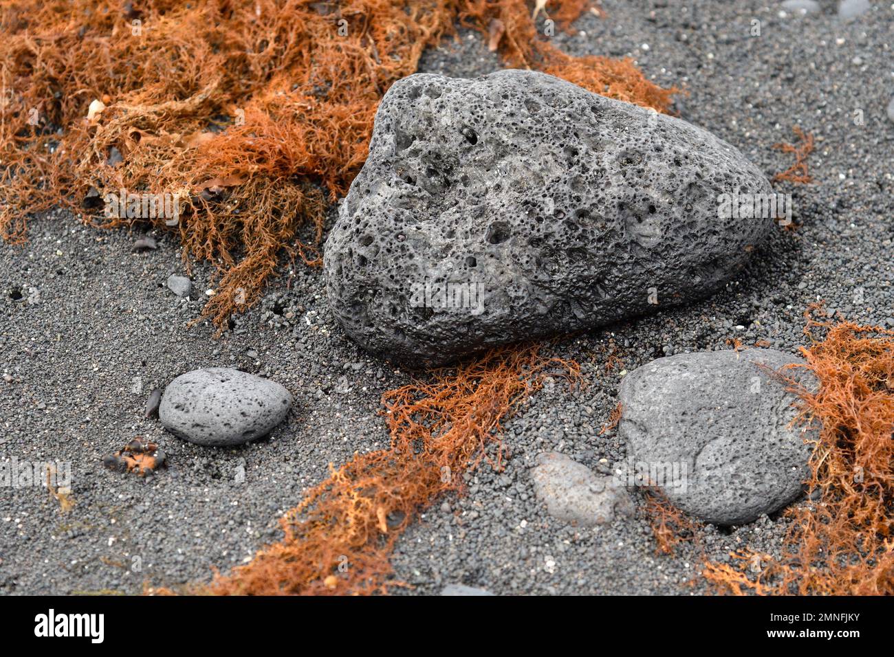 Seaweed among the gravel and volcanic rock eroded by the sea at Playa de las Malvas in Lanzarote Stock Photo
