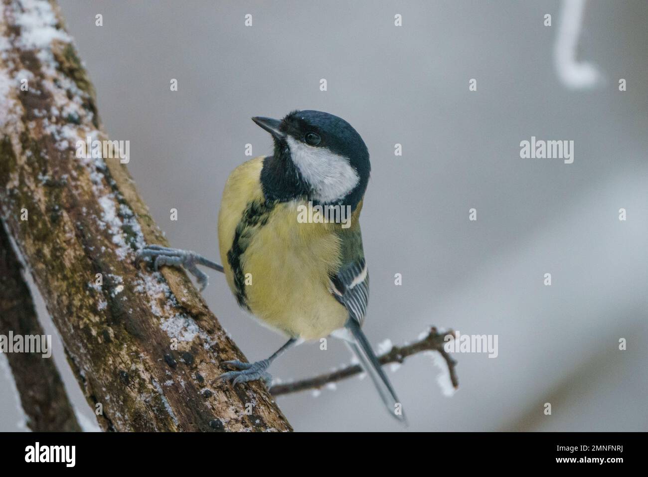 Great Tit, great titmouse, Parus major in winter Stock Photo